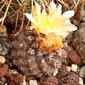 Copiapoa aaf.  humilis