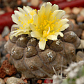 Copiapoa hypogaea