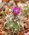 Gymnocactus spec. L 1158