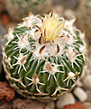 Stenocactus sp.