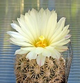 Coryphantha_werdermannii_SB575_12y