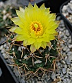 Coryphantha pusiflora (?)