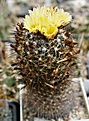 Coryphantha gladiispina (из коллекции Злотина)