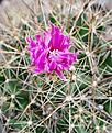 Coryphantha macromeris DJF1353