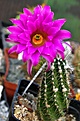 Echinocereus palmeri GL533