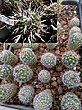 Сеянцы Echinofossulocactus pentacanthus. Цена 200р/шт.