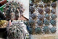 Сеянцы Gymnocalycium megatae и spegazinni v.major. Цена 200р/шт.