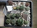 Сеянцы Astrophytum asterias hybr. Цена 100р./шт.