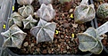 Сеянцы Astrophytum myriostigma hybr. Цена 150р/шт.