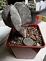 Astrophytum myriostigma cv.'Onzuka'. Цена 450р.