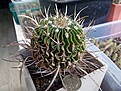Echinofossulocactus lloydii. Посев 2001г. Диаметр 7см. Семена "кинто". Цена 700р.