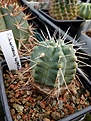 Echinocereus knippelianus. Посев 2001 года.Цена 450р.