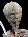 Astrophytum myriostigma cv. 'Onzuka' . Посев 2001 года, Высота 16см, наибольший размер в ширину 8см. У корня есть трещина, появившаяся много лет назад. Заделана садовой мастикой, не увеличивается.  Цена 1500р.