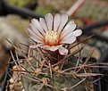 Gymnocalycium bozsingianum