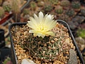 Gymnocalycium hyptiacanthum WD 1