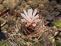 Gymnocalycium mazanense v.ferox P30a