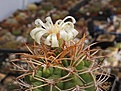 Gymnocalycium hybopleurum  v.ferrocior