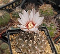 Gymnocalycium riojense ssp.piltziorum P38