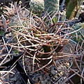 Gymnocalycium guanchinense v Miranden.