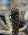 Pterocactus tuberosus VG825