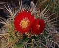 Parodia haageana