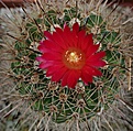 Parodia suprema