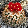 Parodia schwebsiana applanata