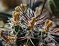 Echinocereus	davisii