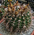 Notocactus submammulosus minor