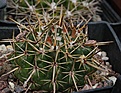 Notocactus pampanus