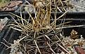 Notocactus turecekianus