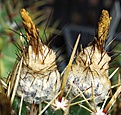 Notocactus submammulosus