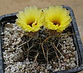 Notocactus turecekianus