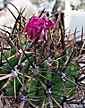 Ferocactus fordii SB1244