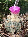 Echinocactus horizonthalonius