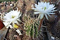 Echinopsis chacoana