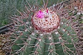 Melocactus oreas 'Longispinus'