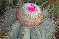 Melocactus azureus