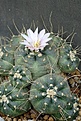 Echinocereus knippelianus v.kruegeri