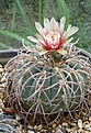 Gymnocalycium spegazzinii v.major