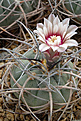 Gymnocalycium cardenasianum