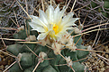 Thelocactus rinconensis