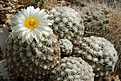 Pediocactus bradyi