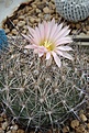 Coryphantha magentae L1244