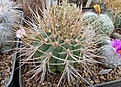 Gymnocalycium euripleurum