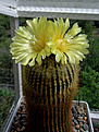 Eriocactus leninghausii