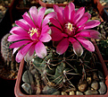 Gymnocalycium baldianum