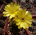 Lobivia arachnacantha