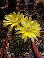 Lobivia arachnacantha