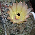 Austrocactus coxii DJF351